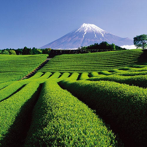 茶畑と富士山